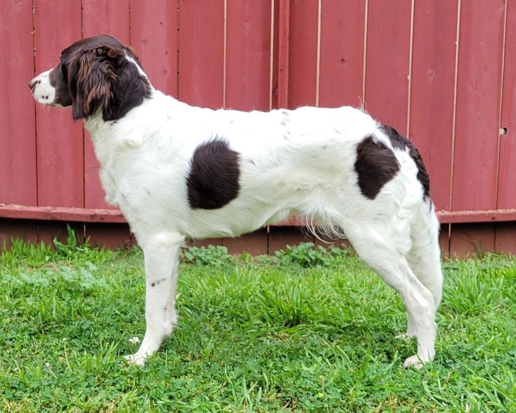 OFA Hips & Elbows – Iris&nbsp;Results