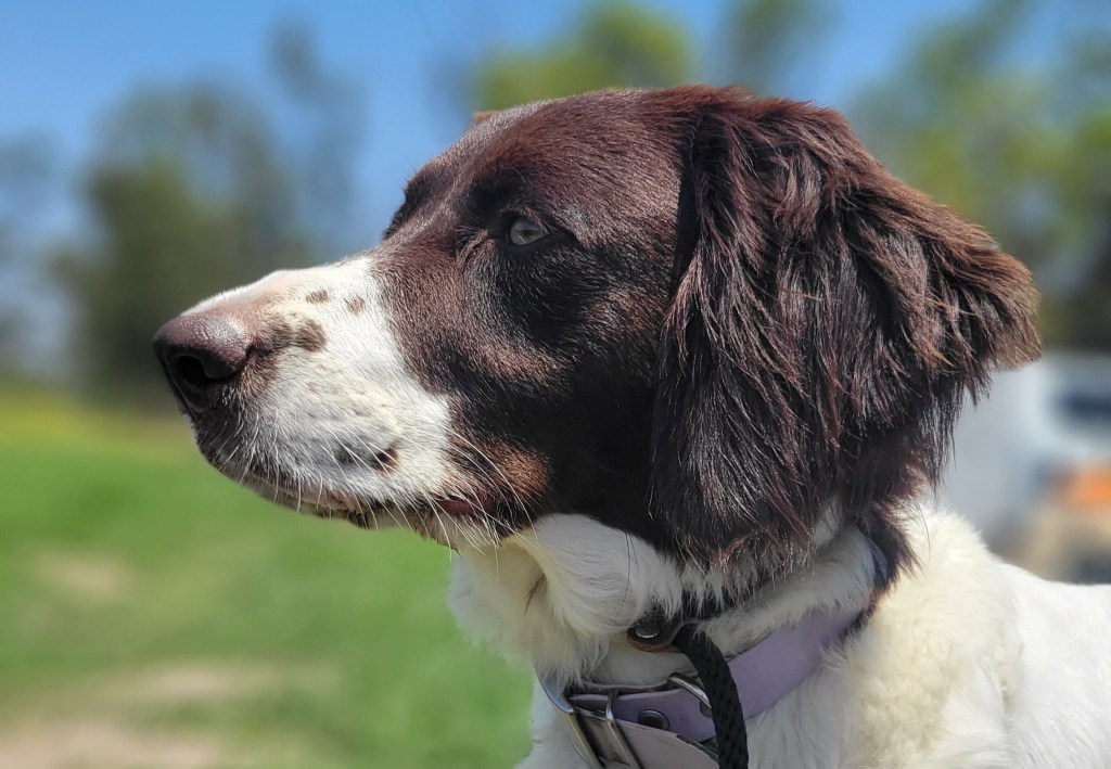 SoCal Sporting Spaniel Club Training Day – June 2023