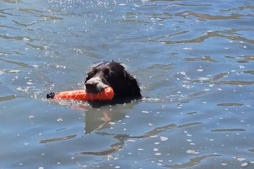 Operation Swimming Bean