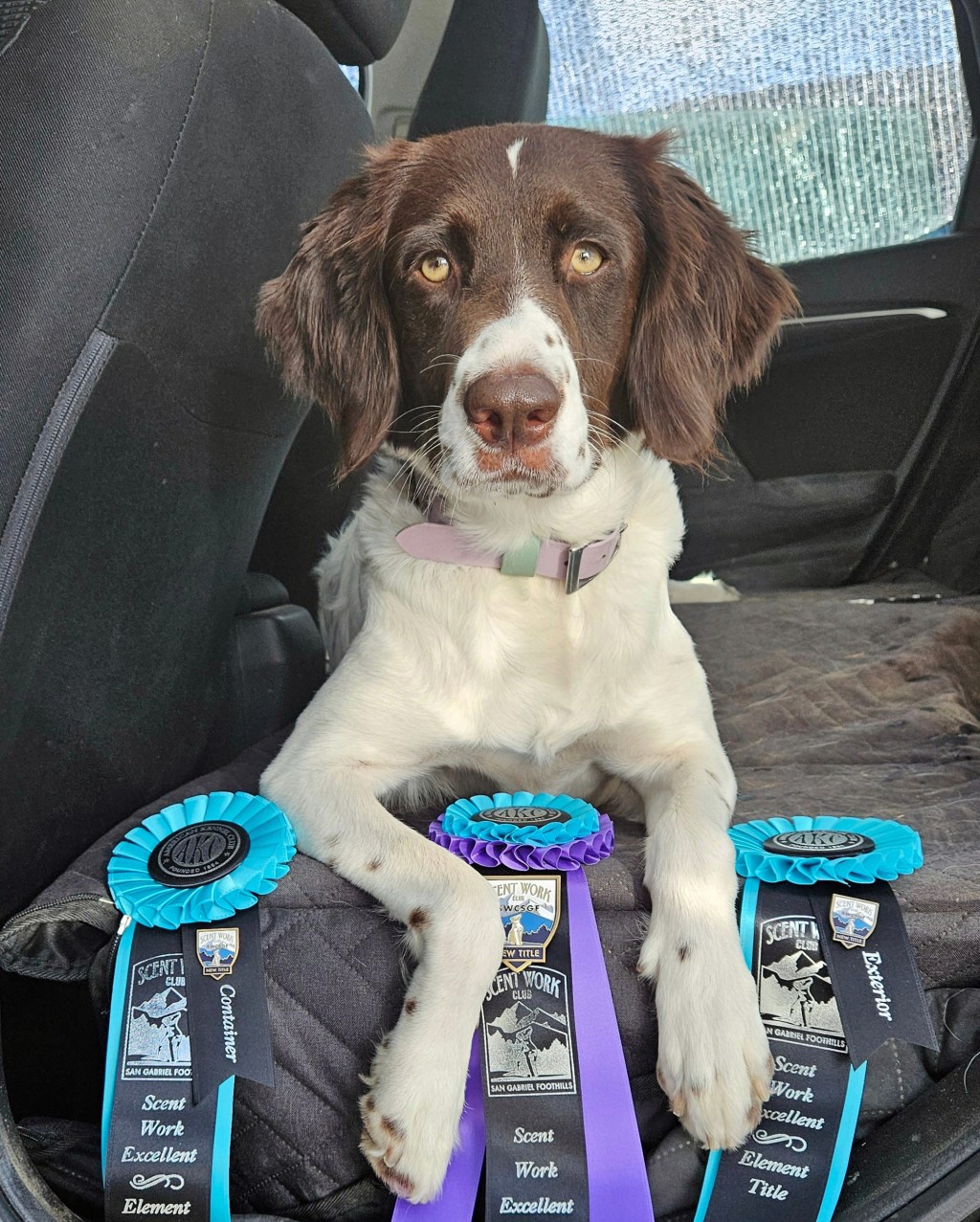 SWCSGF Scentwork Trial – Oct&nbsp;2023