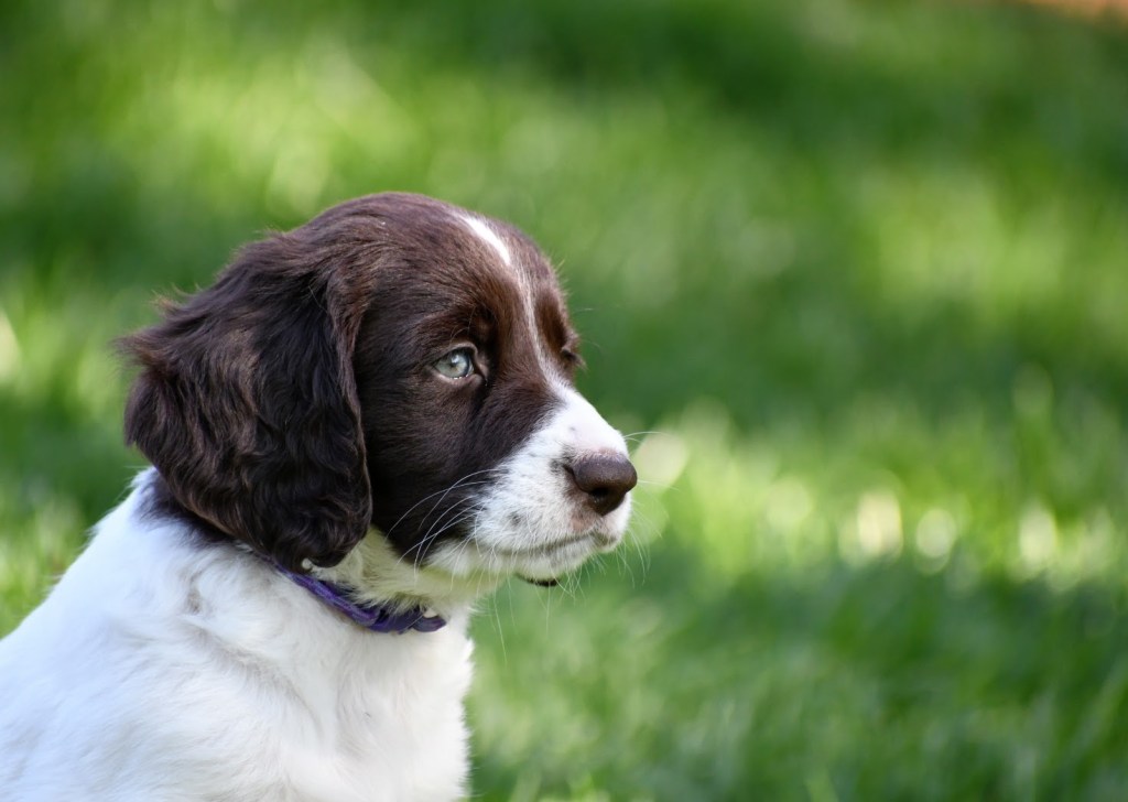 Puppy Prep –&nbsp;Resources