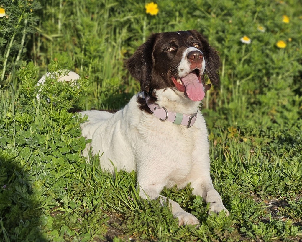 Pet Insurance Basics