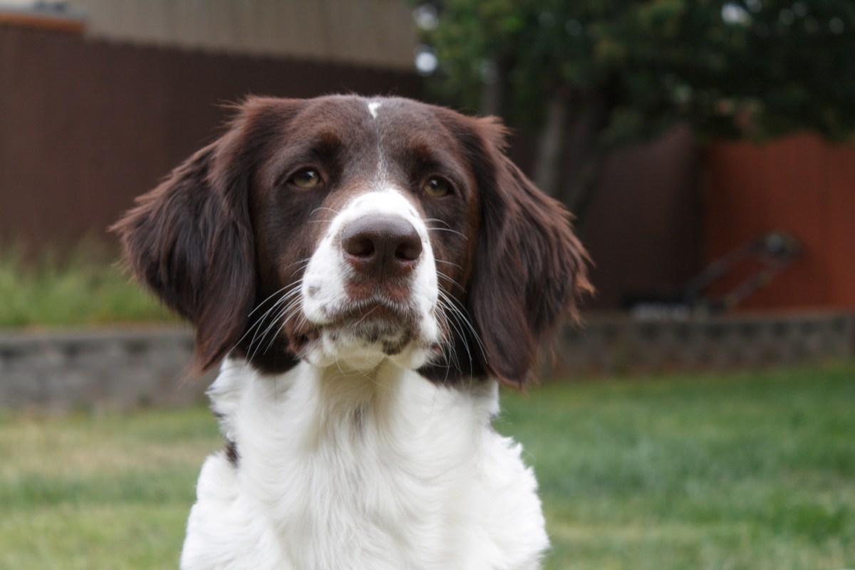 On Handling & Training a&nbsp;Drent