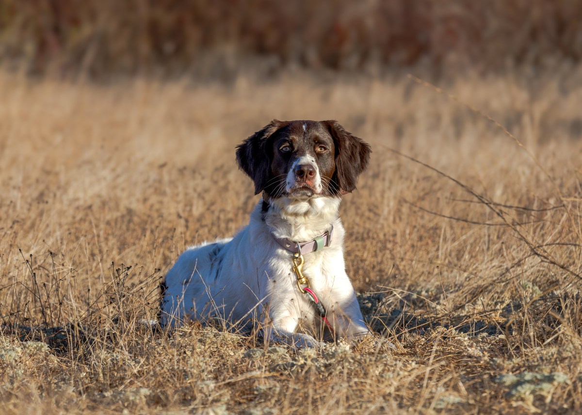 How to Talk to a Breeder: A Guide for First-Time&nbsp;Buyers