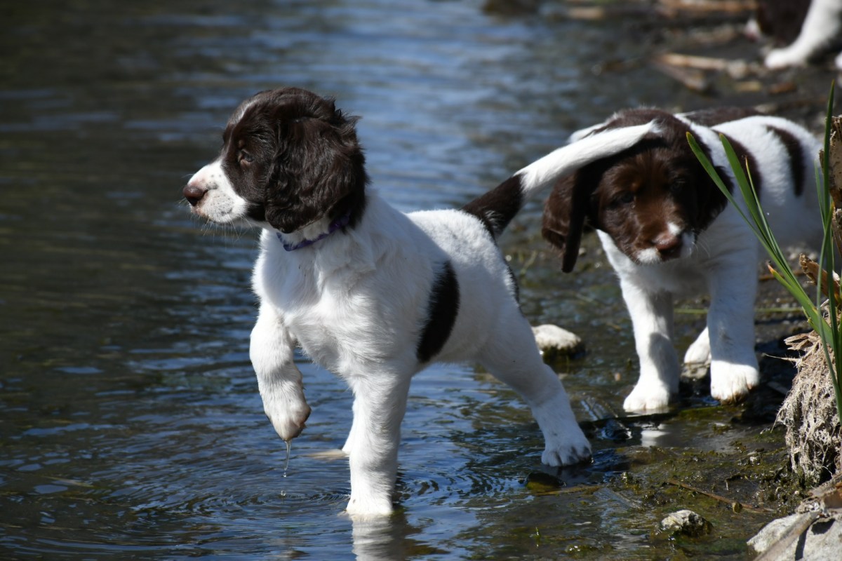 Protecting Your Puppy’s Joints: A Guide to Preventing Orthopedic&nbsp;Issues