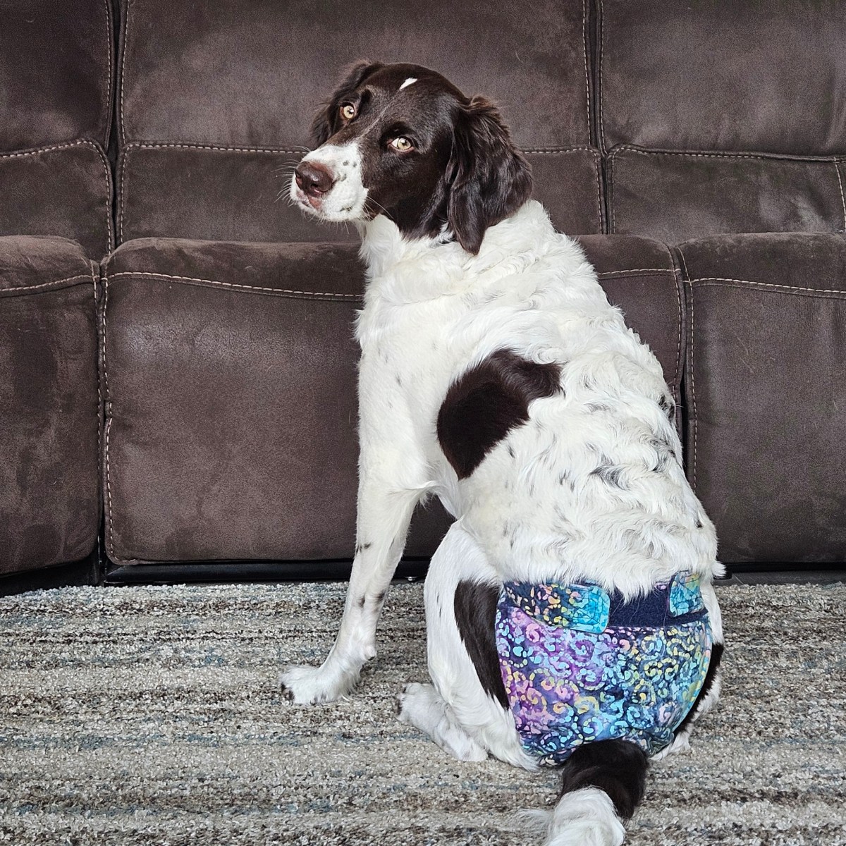 Managing Your Dog’s Heat Cycle: What I’ve Learned from&nbsp;Iris